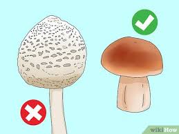 How To Identify Edible Mushrooms With Pictures Wikihow