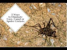 Eliminate Cave Camel Or Spider Crickets