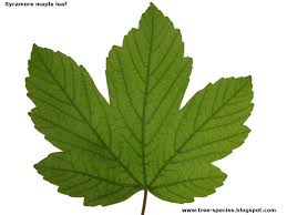 tree species sycamore maple leaf