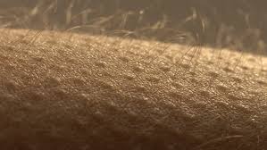 It is a bit chilly outside. Goosebumps Close Up Hair On Stock Footage Video 100 Royalty Free 1024191944 Shutterstock