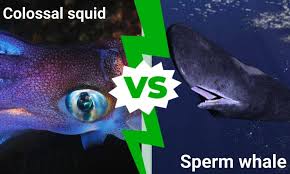 colossal squid vs whale what are