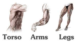 You'll learn how to draw the skeleton and build muscles on top. Human Anatomy For Artists 3 Pack Torso Arms Legs Premium Courses Online