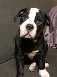 This high spirited puppy grows into a calm adult. Luna Ckc Old English Bulldog Puppy For Sale In Minneapolis Mn Vip Puppies
