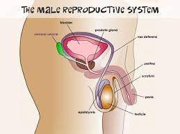 The human body is everything that makes up, well, you. Male Reproductive System For Teens Nemours Kidshealth