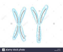 In mammals, it contains the gene sry, which triggers testis. X Chromosom Y Chromosom Stockfotografie Alamy