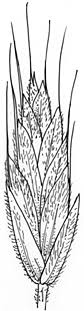 Bromus molliformis