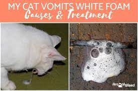 why is my cat vomiting white foam