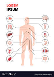 human body structure infographic poster
