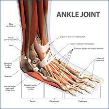 The bones of the leg are the femur, tibia, fibula and patella. Ankle Fractures Broken Ankle Florida Orthopaedic Institute