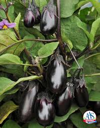 5 tips for growing excellent eggplant