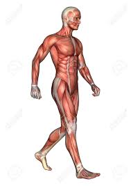 Anatomy of a web map. 3d Digital Render Of A Walking Male Anatomy Figure With Muscles Stock Photo Picture And Royalty Free Image Image 30020008