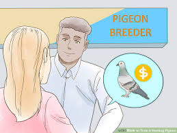 Expert Advice On How To Train A Homing Pigeon Wikihow