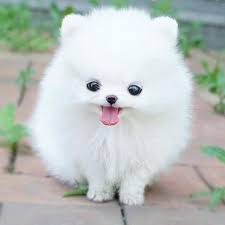 Image result for cute puppy
