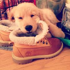 Wake Up Pup I Need My Boots Adorable Timberland