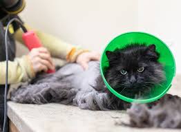 cat grooming valparaiso cat grooming
