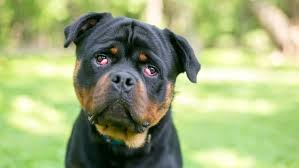 cherry eye in dogs signs treatment