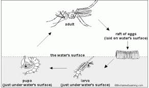 The Life Cycle Of A Mosquito To Study The Life Cycle Of