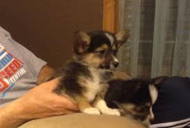 I have five male shih tzu pointer puppies. Adorable Auggies Corgi Mini Aussie Mix For Sale In Roggen Colorado Classified Americanlisted Com