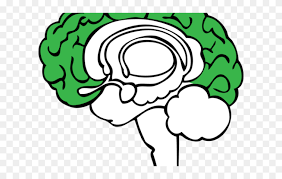 Sensory input is when the body gathers information or this information is sent to the cns via afferent sensory nerves. Brain Clipart Plant Blank Limbic System Diagram Png Download 5193996 Pinclipart
