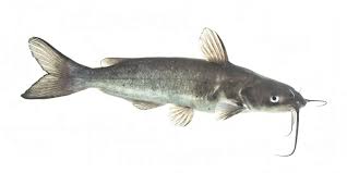 Channel Catfish Ictalurus Punctatus Species Profile