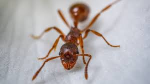 how to get rid of ants in carpet all