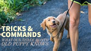 Golden retriever puppy training is most effective when using positive, reward based dog training methods with plenty of encouragement and praise. Tricks Commands Three Month Old Golden Retriever Puppy Sit Down Stay Heel More Youtube
