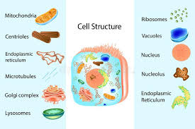 It is a network of small, tubular structures. Illustration Of The Anatomy Of An Animal Cell Stock Vector Illustration Of Genetic Biological 171466481