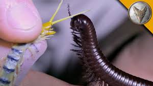 Millipede Vs Centipede