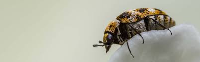 how to prevent carpet beetles from