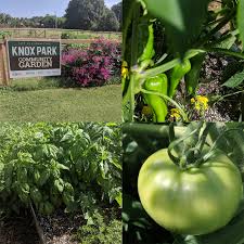 Knox Park Community Garden Gets An