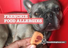The french bulldog is prone to food allergies, and the inflammatory reactions often manifest themselves on the skin, including dermatitis, crusting lesions, hives, and pruritus. French Bulldog Food Allergies Symptoms Common Allergic Foods
