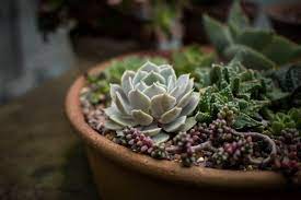 Make A Stunning Succulent Dish Garden