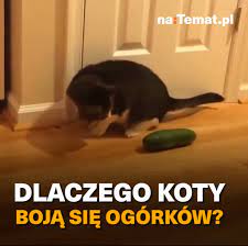 WIDEO natemat.pl - Dlaczego koty boją się ogórków? | Facebook | By WIDEO  natemat.pl | Co one wyprawiają przy tym ogórku!