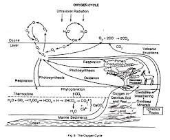The Nitrogen And The Oxygen Cycle With Diagram