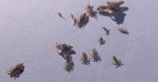 how many lice are usually found on a head