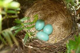 birds nesting in your yard