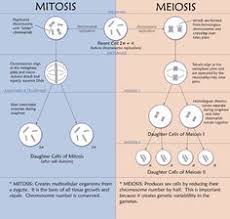 Mitosis Vs Meiosis Venn Diagram Mitosis And Meiosis