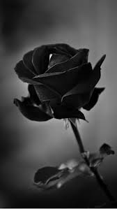black rose flower rose hd phone