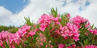 Some pets will try to eat pretty much anything within their reach, even after a bad experience, so be. Oleander Pretty But Deadly Problem Solved Pest Control