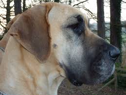 Great Dane Lab Mix A Detailed Look At The Labradane