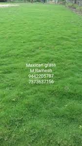 green natural carpet lawn gr