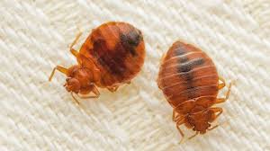 where to find bed bugs in your home