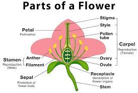 structure of the typical flower