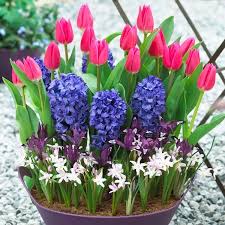 Classic Spring Bulbs For Outdoor Pots Tubs