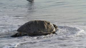 Sea Turtle Nesting Season On Melbourne Beach