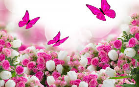 pink and white rose flowers wallpaper