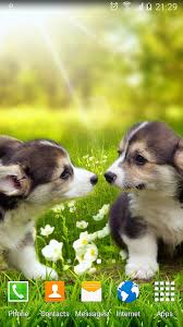 cute puppies live wallpaper apk
