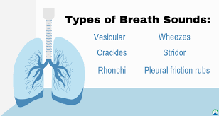 Breath Sounds The Ultimate Guide To Lung Sounds And