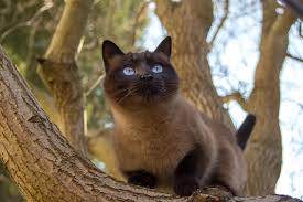 Siamese cats are highly active cats that demand love and attention. Our Jet Set Kitty An International Pet Adoption Holiday Golightly