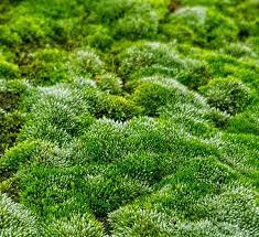How To Care For Moss Perfect For